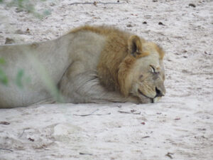 Nap time for the lions (we were about 60 yards away)